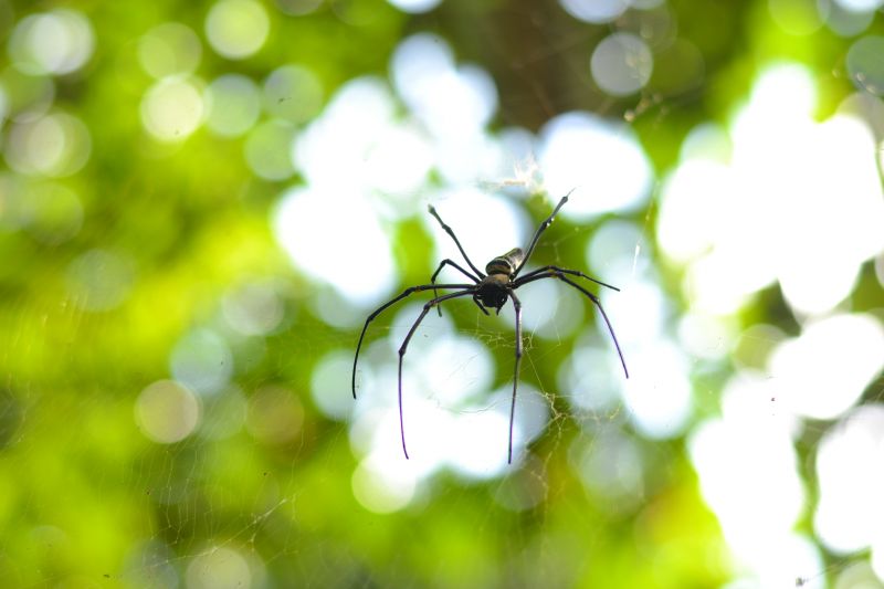 Spider Extermination Service in Mckinney, TX