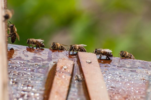 Bee Pest Control Service