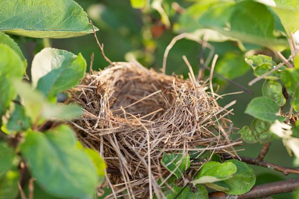 Bird Nest Removal Service