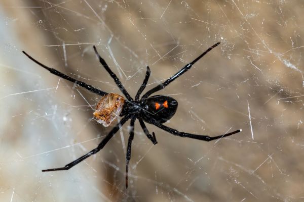Black Widow Removal Service