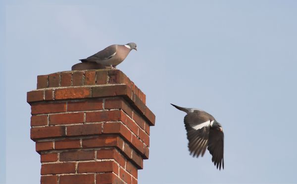 Chimney Birds Removal Service