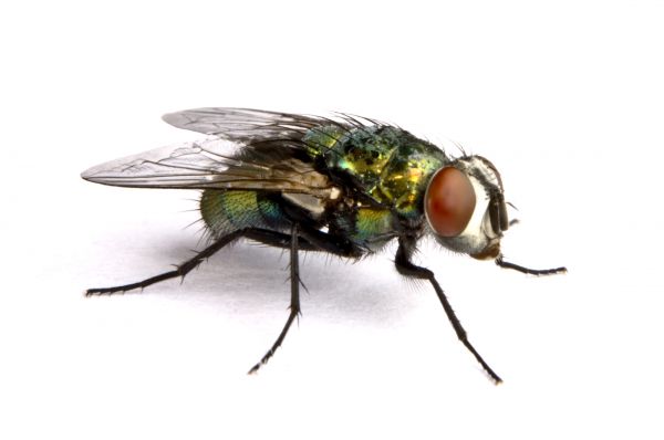 Fly Infestation Extermination Service
