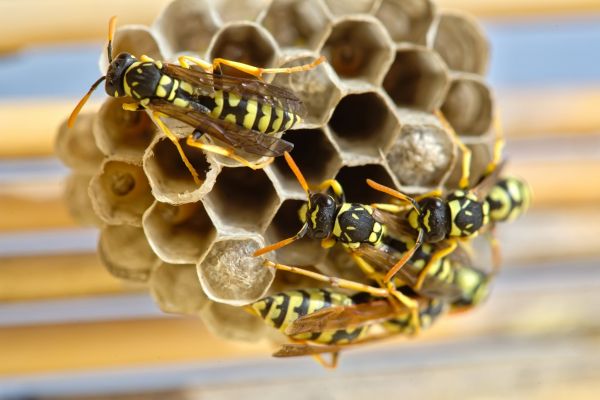 Hornet Nest Removal Service