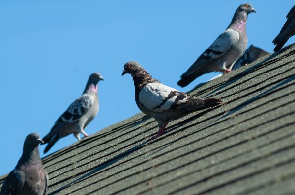 House Birds Removal Service