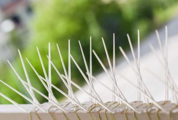 Pigeon Spikes Installation Service