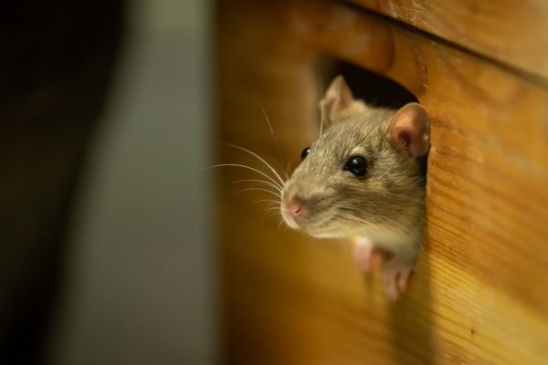 Vermin Removal Service