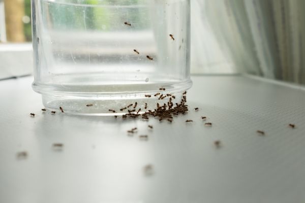 Commercial Ants Extermination