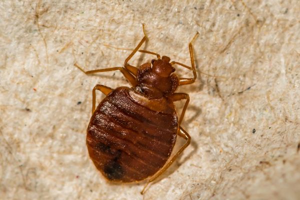 Commercial Bed Bug Eradication