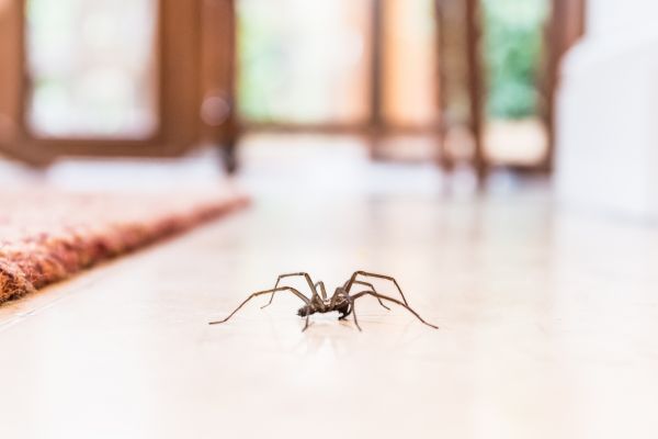 Spider Removal Service