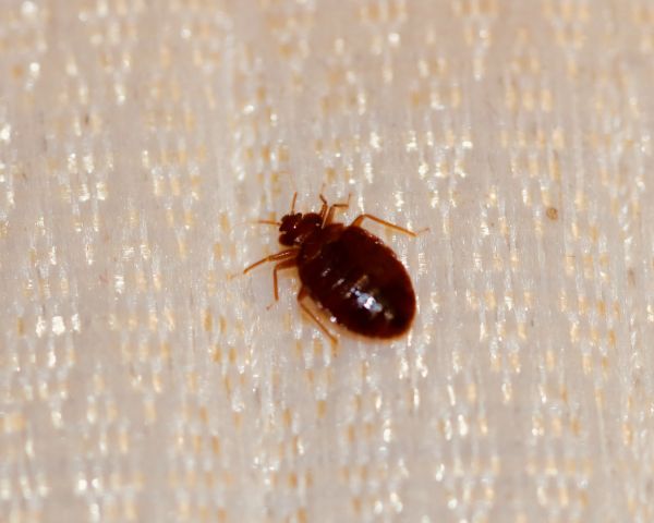 Commercial Bed Bug Treatment