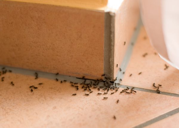 Commercial Ants Removal