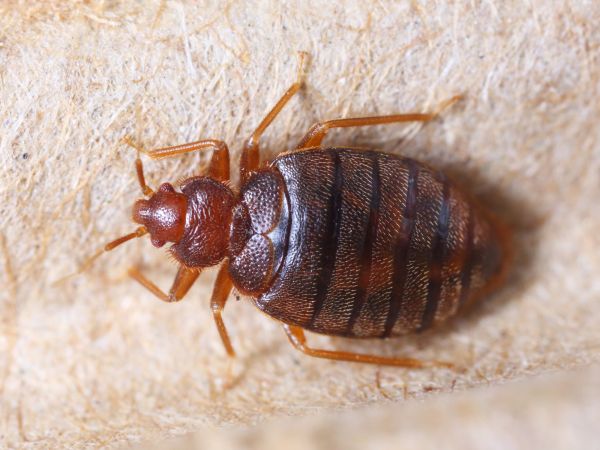 Commercial Bed Bug Extermination