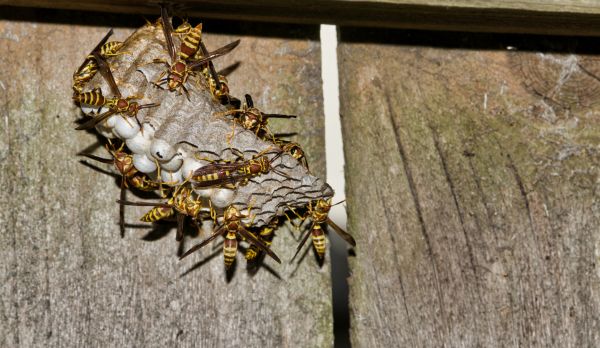 Wasp Removal Service
