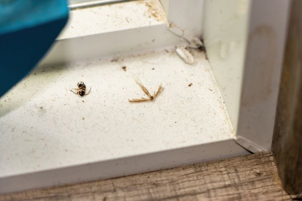 Insect Inspection