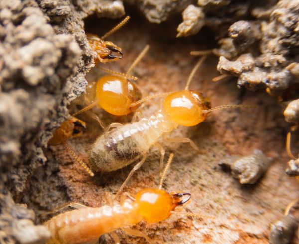 Termite Fumigation Service