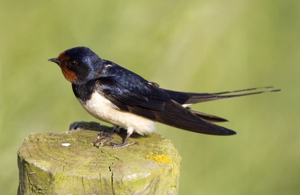 Swallow Removal Service
