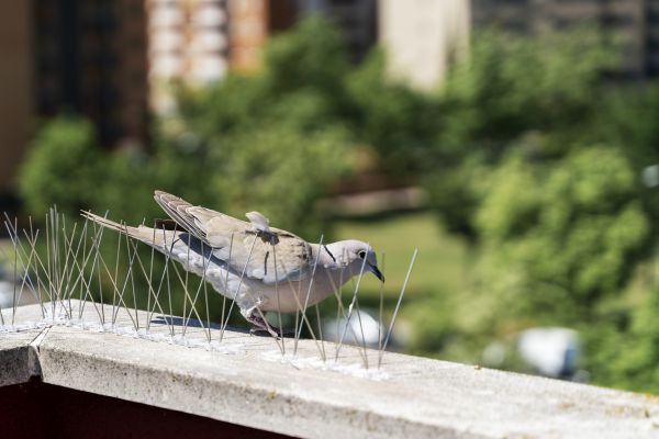 Bird Spikes Installation Service