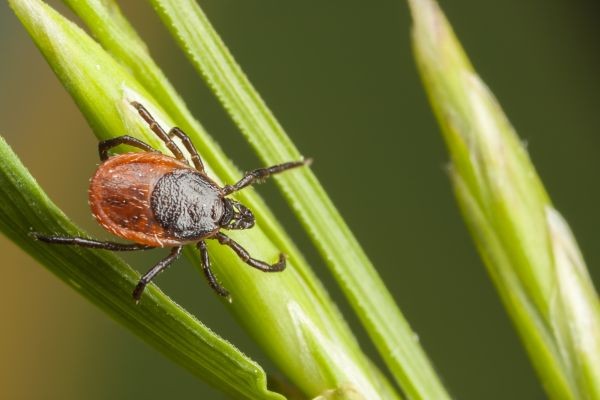 Tick Pest Control