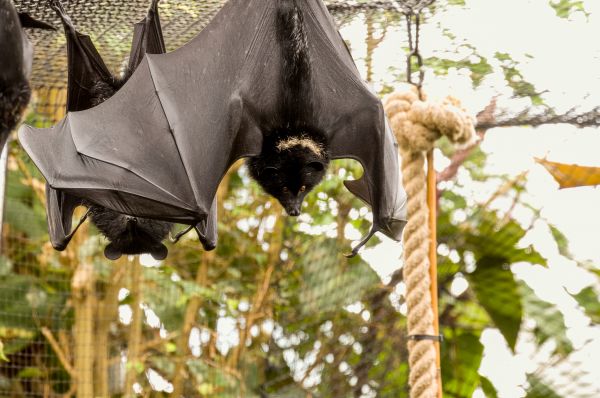 Bat Removal Service