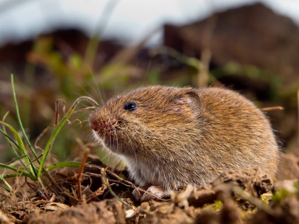 Voles Extermination Service