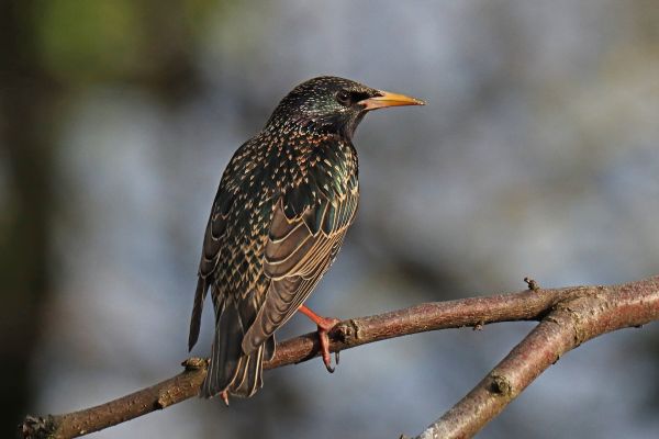 Starling Removal Service