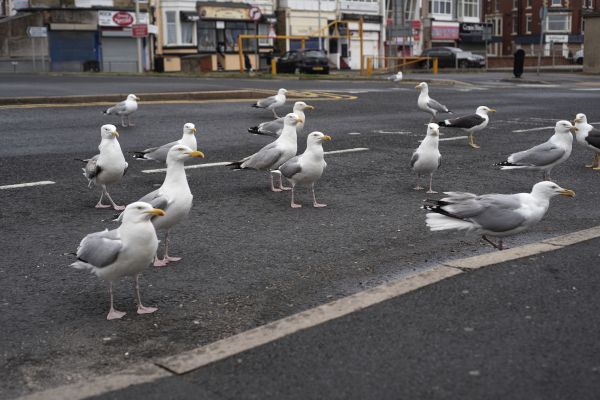 Seagull Removal Service