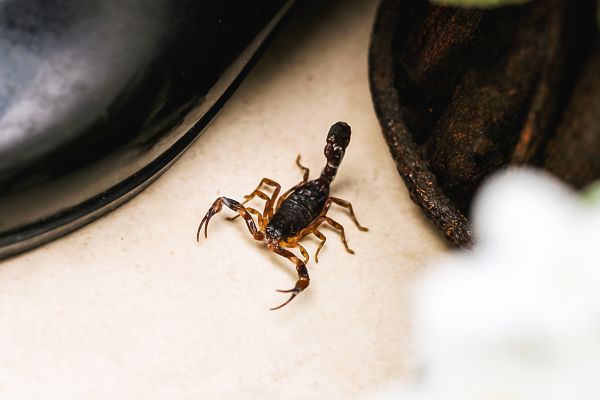 Scorpion Extermination Service