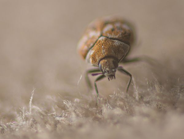 Carpet Beetle Extermination Service
