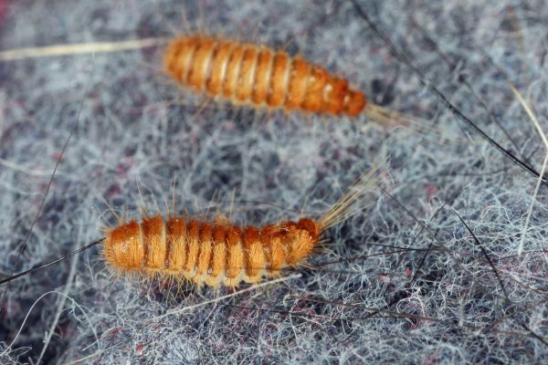Carpet Beetle Removal Service