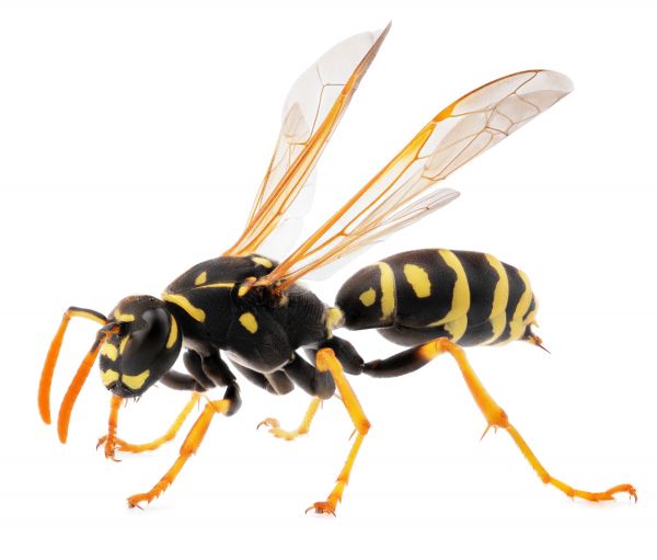 Yellowjacket Extermination Service