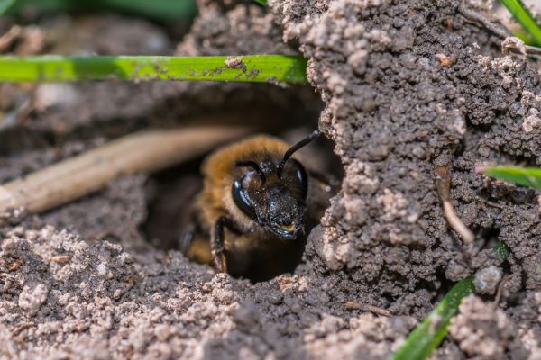Ground Bees Removal Service