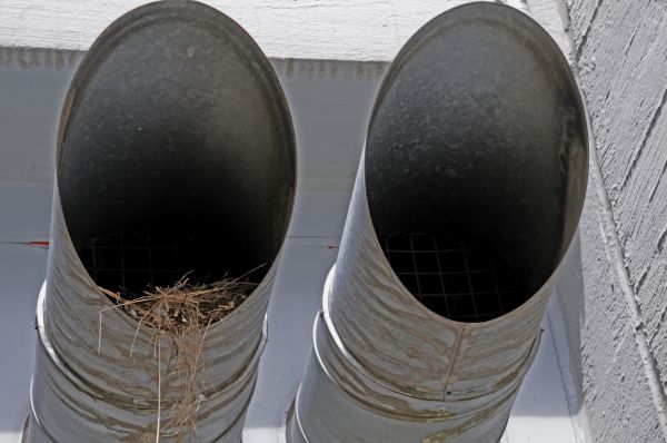 Vent Bird Removal Service