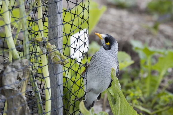 Bird Netting Installation Service