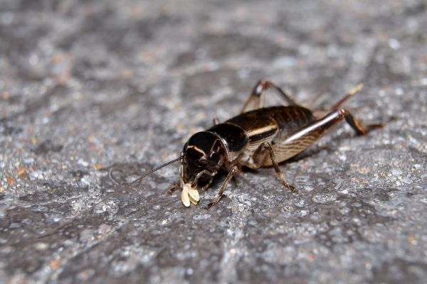 Cricket Extermination Service