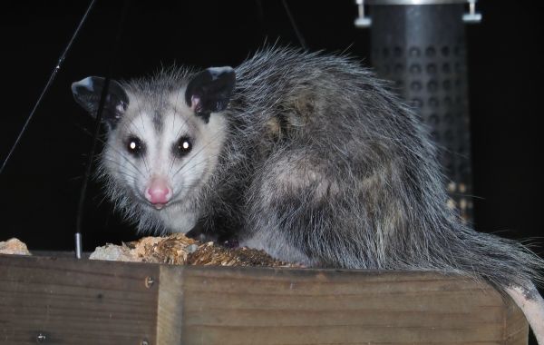 Critter Elimination