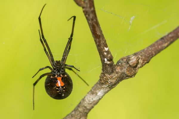 Black Widow Extermination Service