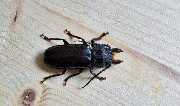 Beetle Removal Service