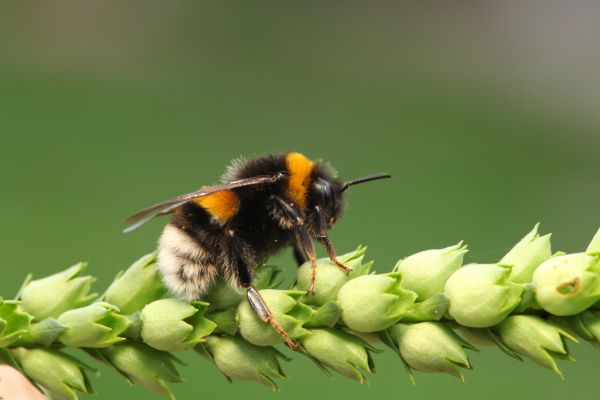 Bumble Bee Extermination Service