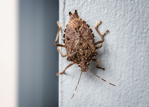 Stinkbug Removal Service