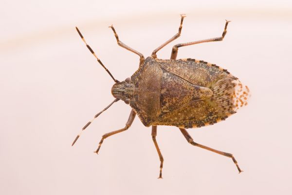 Stinkbug Extermination Service