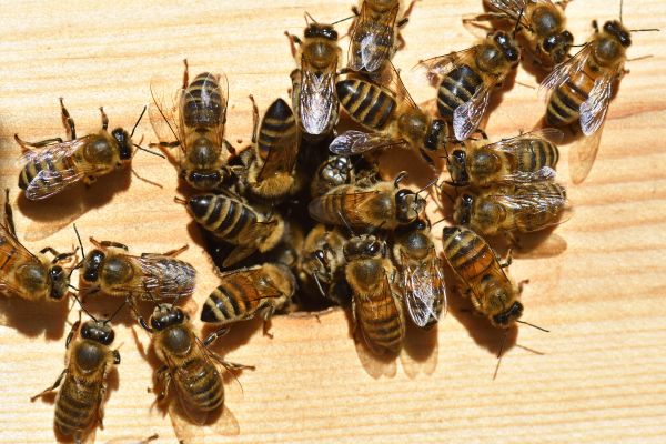 Ground Bees Extermination Service