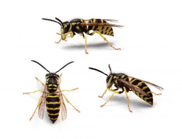 Yellowjacket Removal Service
