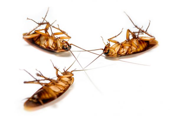 Cockroach Infestation Removal