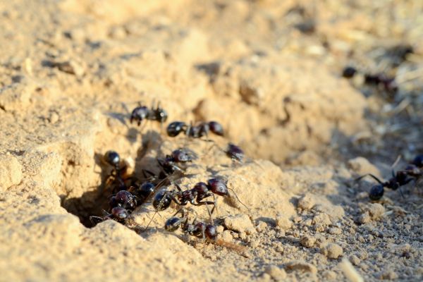 Black Ant Treatment