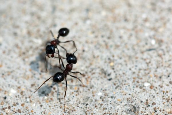 Black Ant Extermination