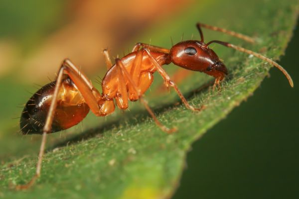 Red Ant Pest Control