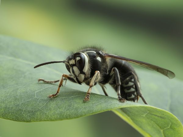 Baldfaced Hornet Extermination Service