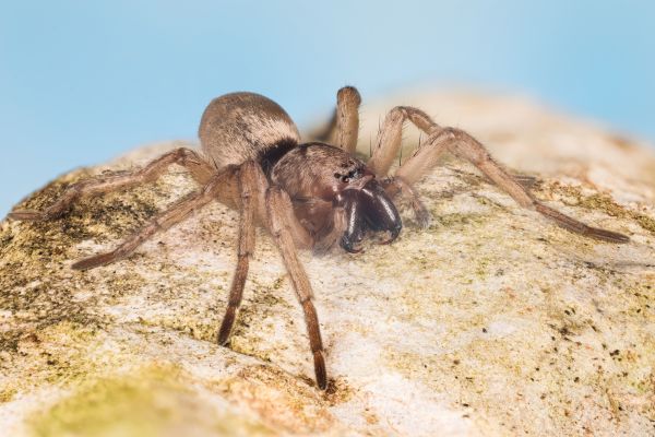 Mouse Spider Extermination Service