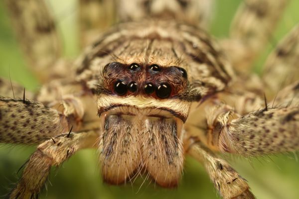 Huntsman Spider Extermination Service