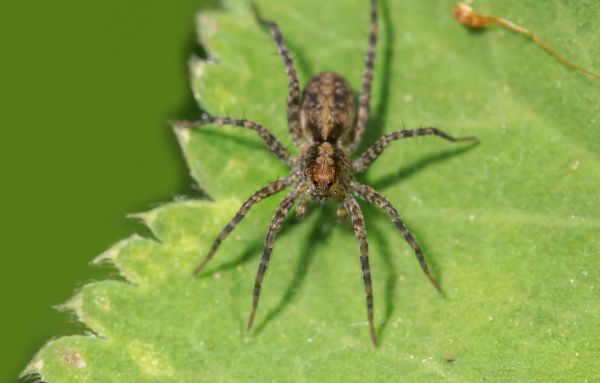 Hobo Spider Extermination Service